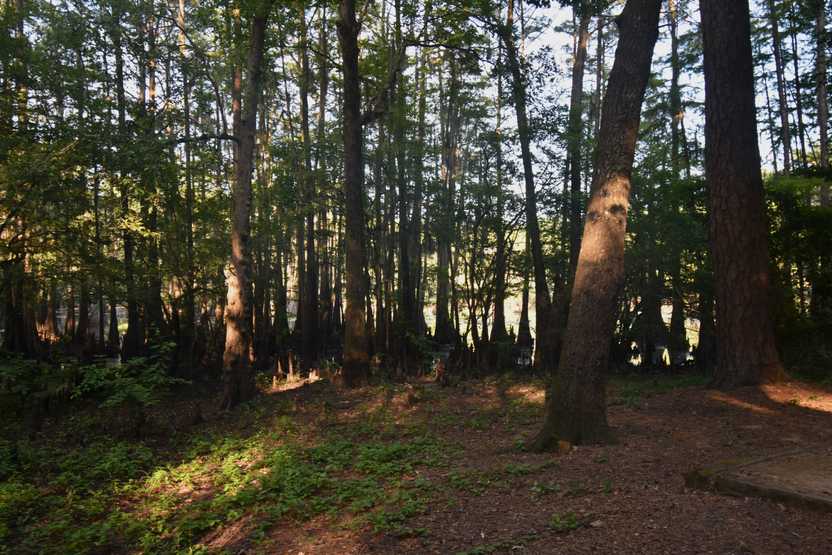 An area thick with trees at a Caddo Lake campsite.