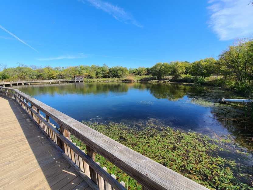 A blue pond with green plants in it. A wooden boardwalk goes along the water.