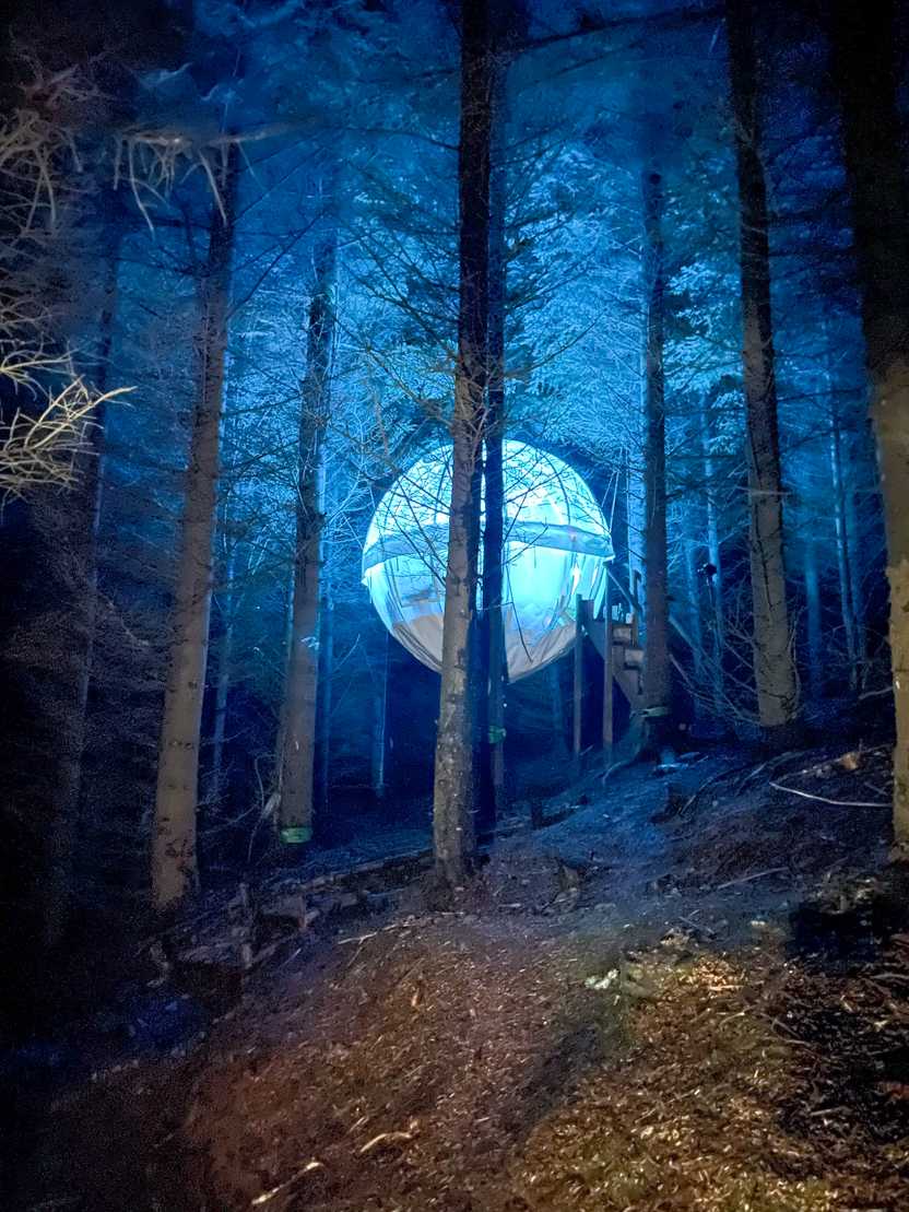 A lit-up clear bubble hanging among tall trees.