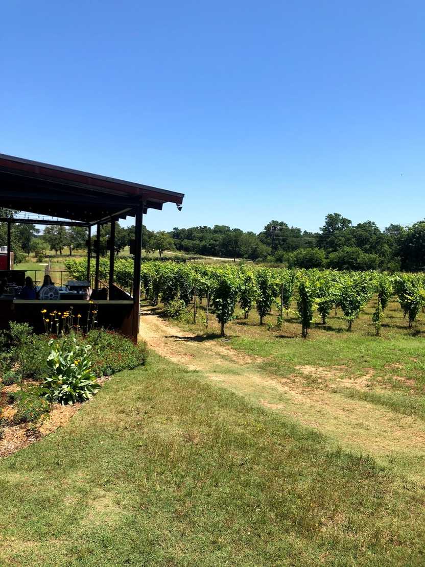 A vineyard next to a patio at William Chris Vineyards.