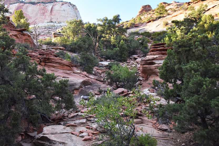 A bighorn sheep on an orange rock face on the Canyon Overlook trail.