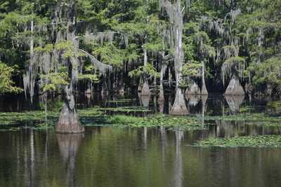 Explore a Mysterious Texas Lake: The Best Things To Do at Caddo Lake and Nearby