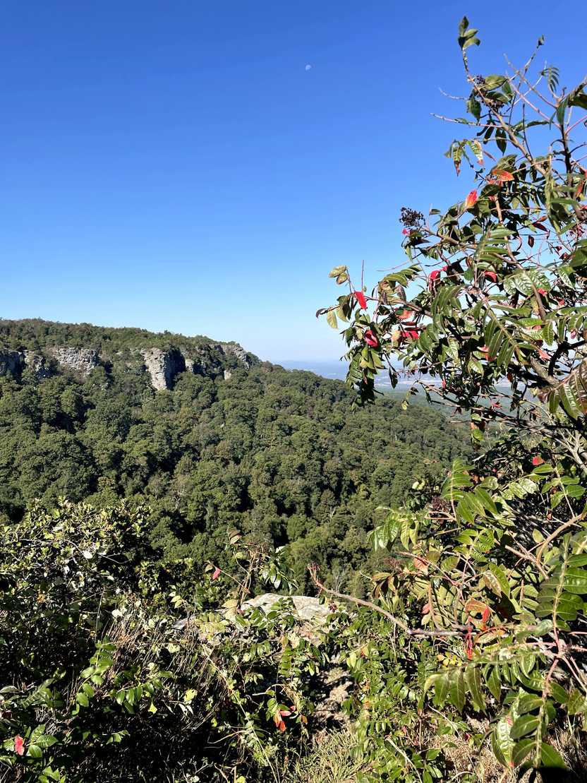 A green mountain with some gray rock faces on the side. A tree with red leaves is in the foreground.