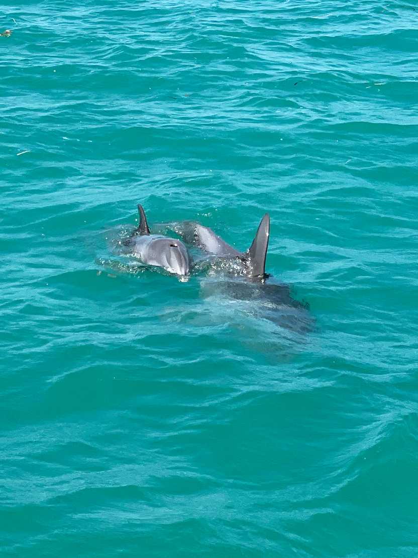 Two dolphins swimming next to each other in turquoise blue water