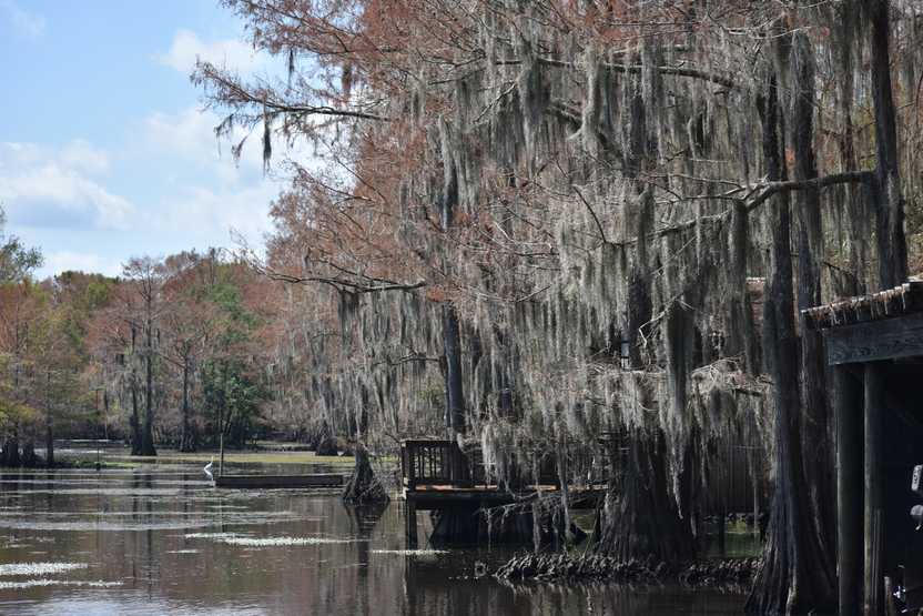 Looking out onto the water of Caddo Lake. There are a couple docks along the shore and a white bird standing in the water in the distance.