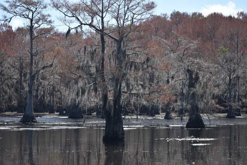 A closer view of cypress trees, some with red leaves, hanging with spanish moss. A closer view of cypress trees, some with red leaves, hanging with spanish moss.
