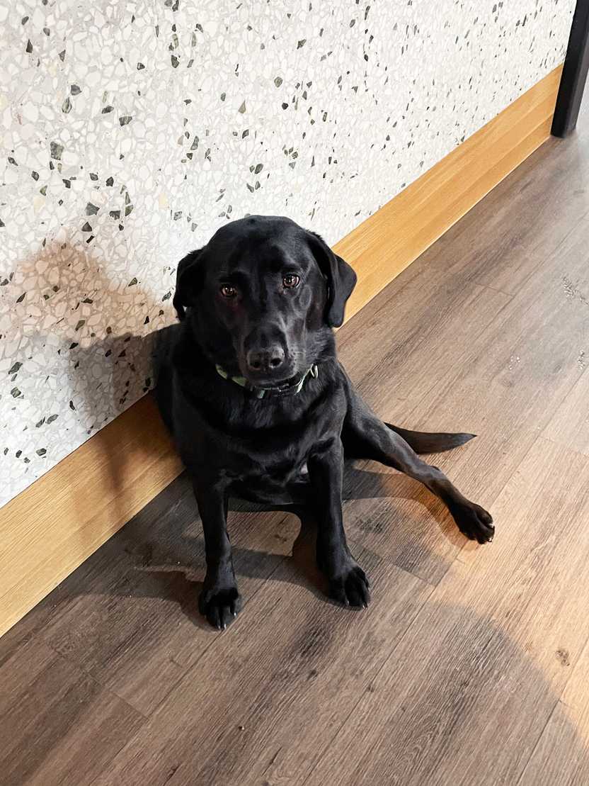 Paddie the dog in the lobby of The Pad. Paddie is a black lab. Paddie the dog in the lobby of The Pad. Paddie is a black lab.