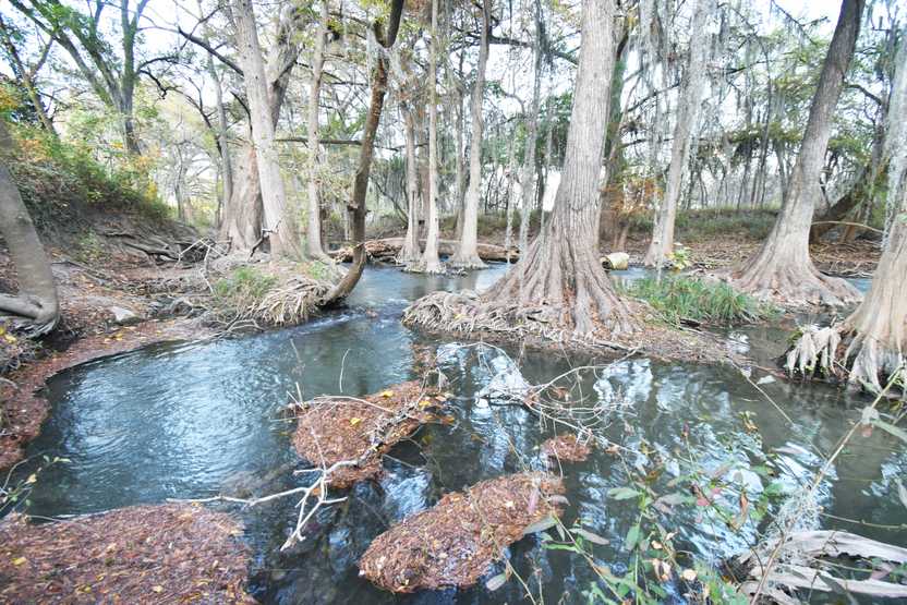 A scene of blue water and several cypress trees.